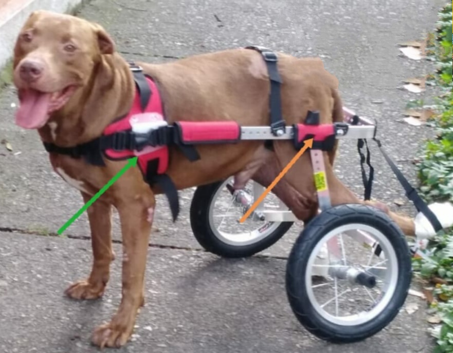 SILLA DE RUEADS RAZAS GRANDES 35 KG, TOTALMENTE AJUSTABLES.