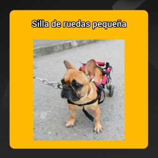 SILLA DE RUEDAS RAZAS PEQUEÑAS