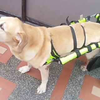 silla de ruedasgrande