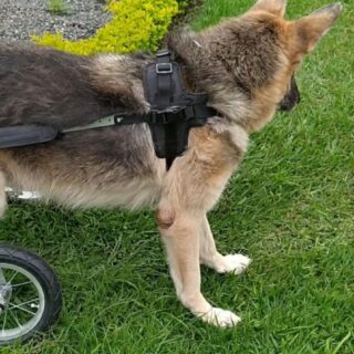 SILLA DE RUEDAS RAZAS EXTRA GRANDES 60KG