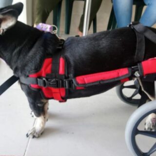 SILLA DE RUEDAS RAZAS MEDIANAS 20 KG