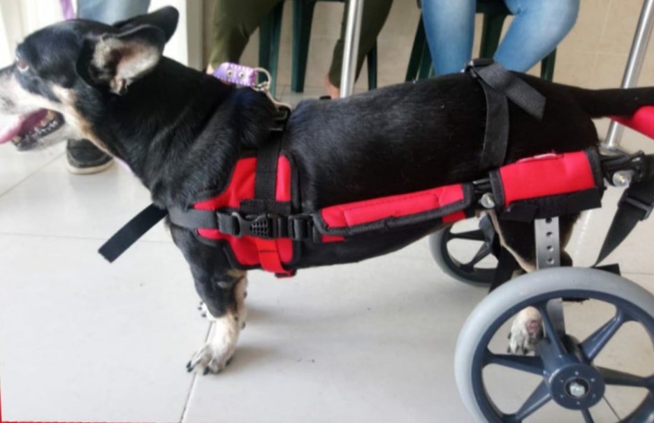 SILLA DE RUEDAS RAZAS MEDIANAS 20 KG