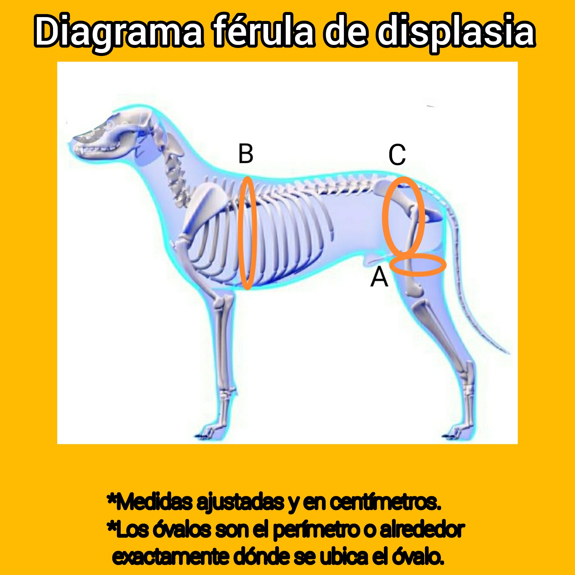FERULA DE DISPLASIA SIMPLE - Imagen 5