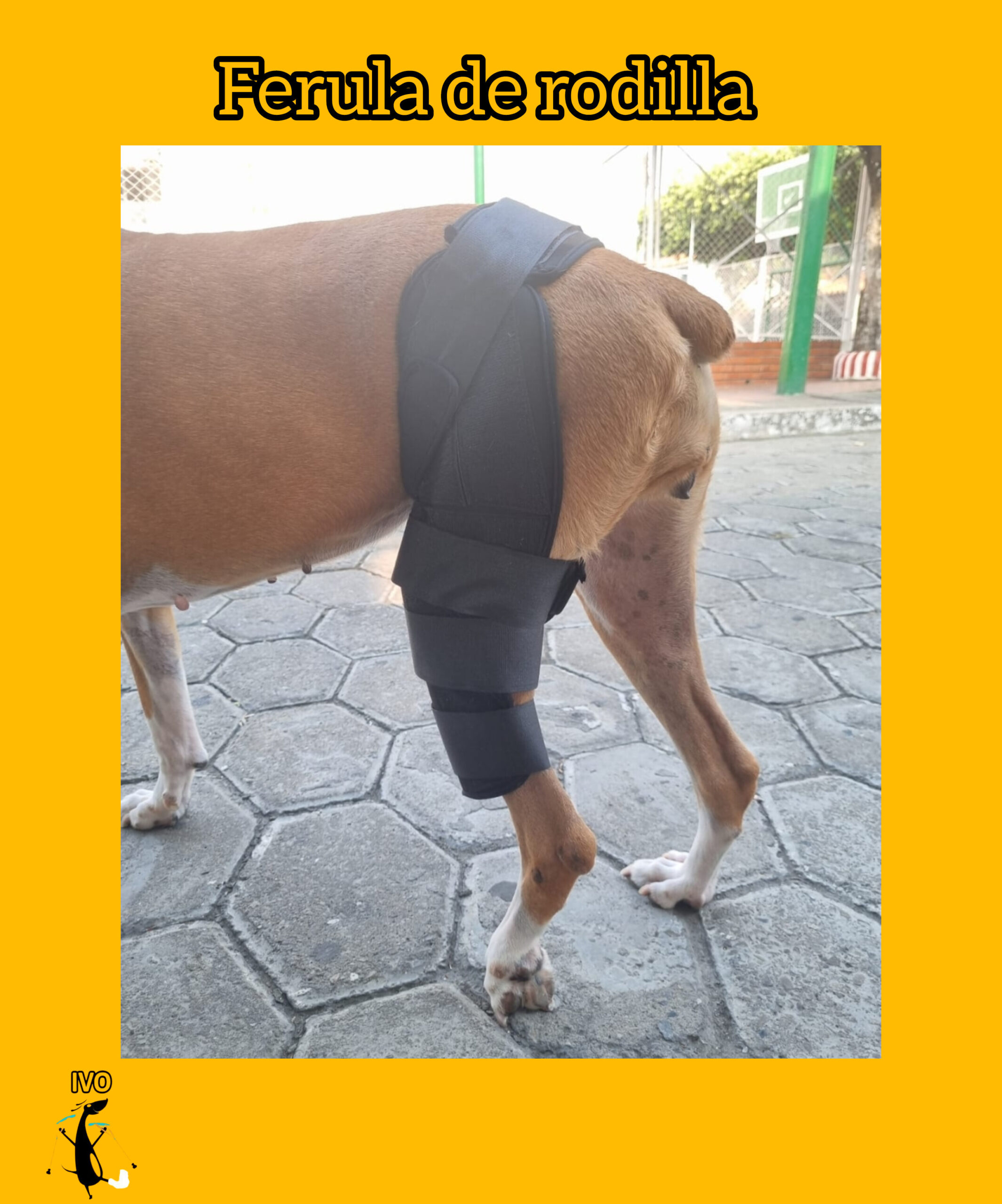 FERULA O SOPORTE DE RODILLA RAZAS PEQUEÑAS MEDIANAS Y GRANDES - Imagen 3