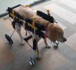 silla de ruedas enteral