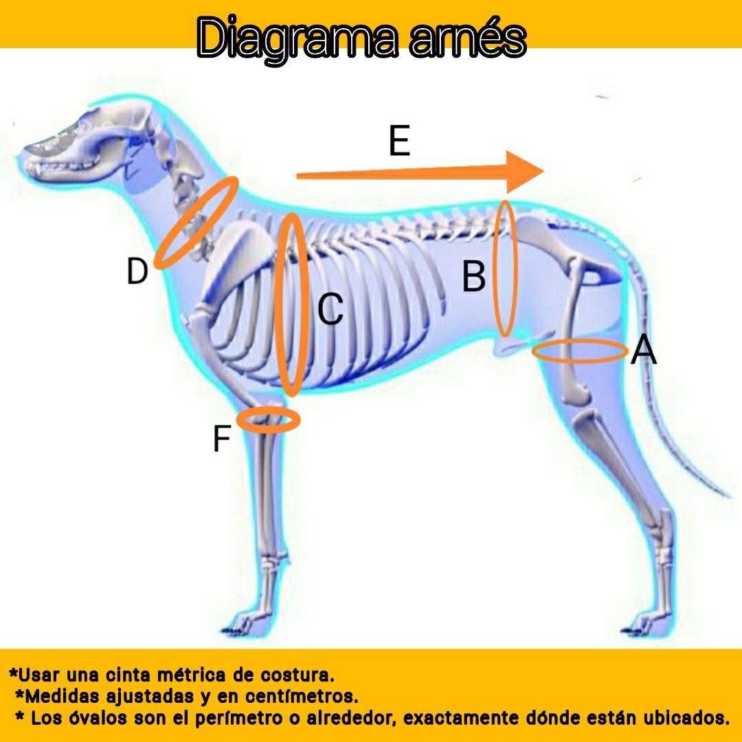 BODY O FAJA POST OPERATORIO TALLA XXS - Imagen 2