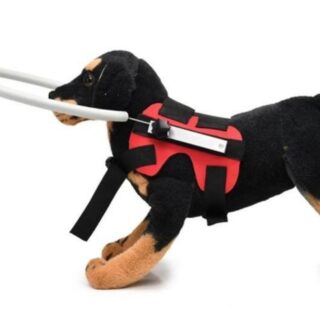 ARNES PERROS DISCAPACIDAD VISUAL