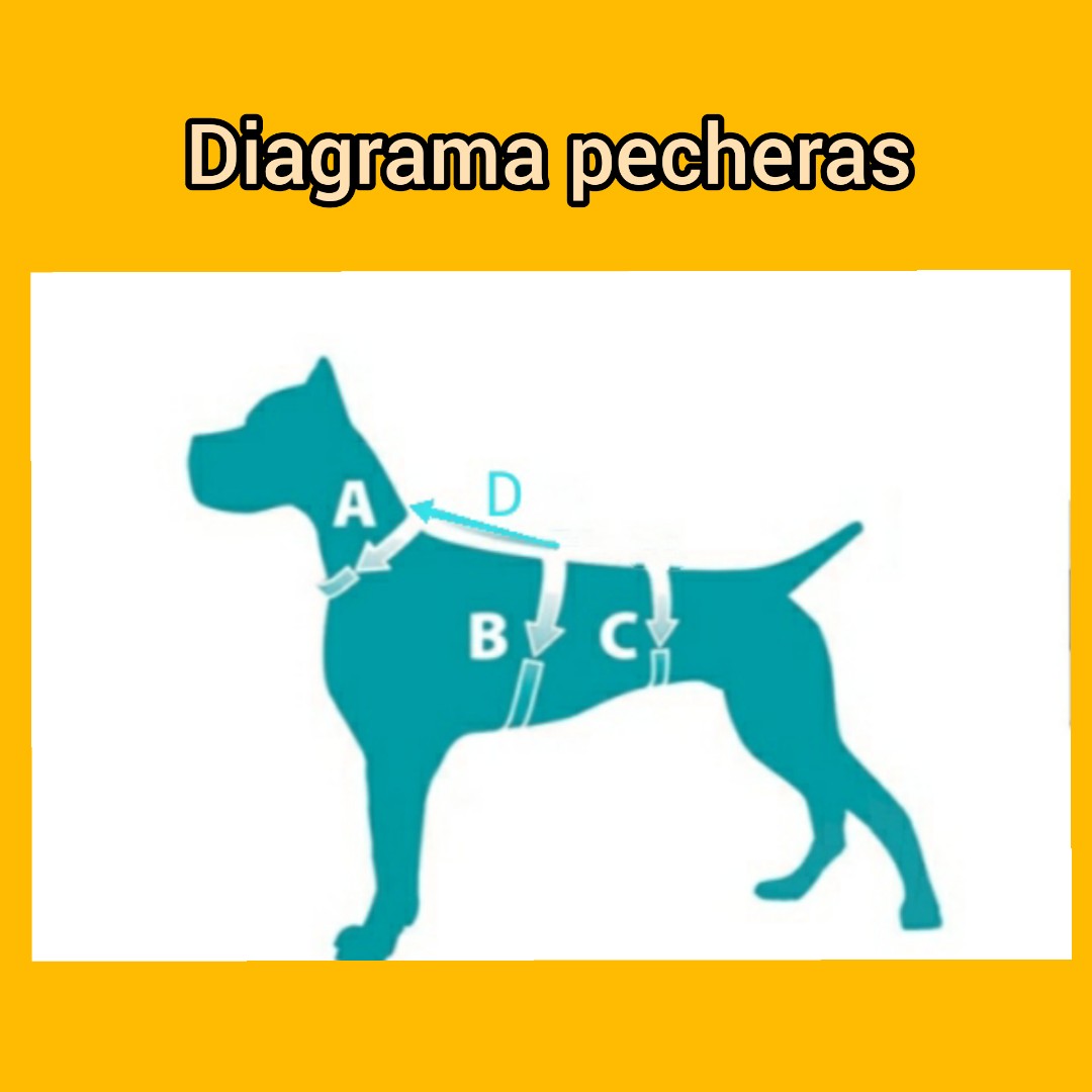 ARNES PERROS DISCAPACIDAD VISUAL - Imagen 2