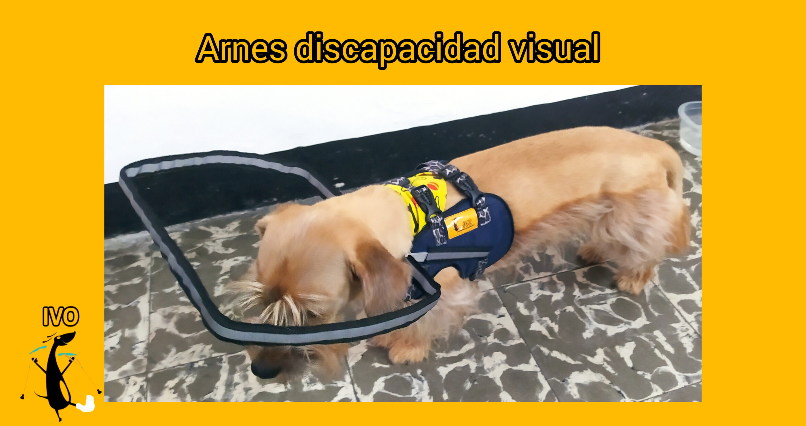 ARNES PERROS DISCAPACIDAD VISUAL - Imagen 3