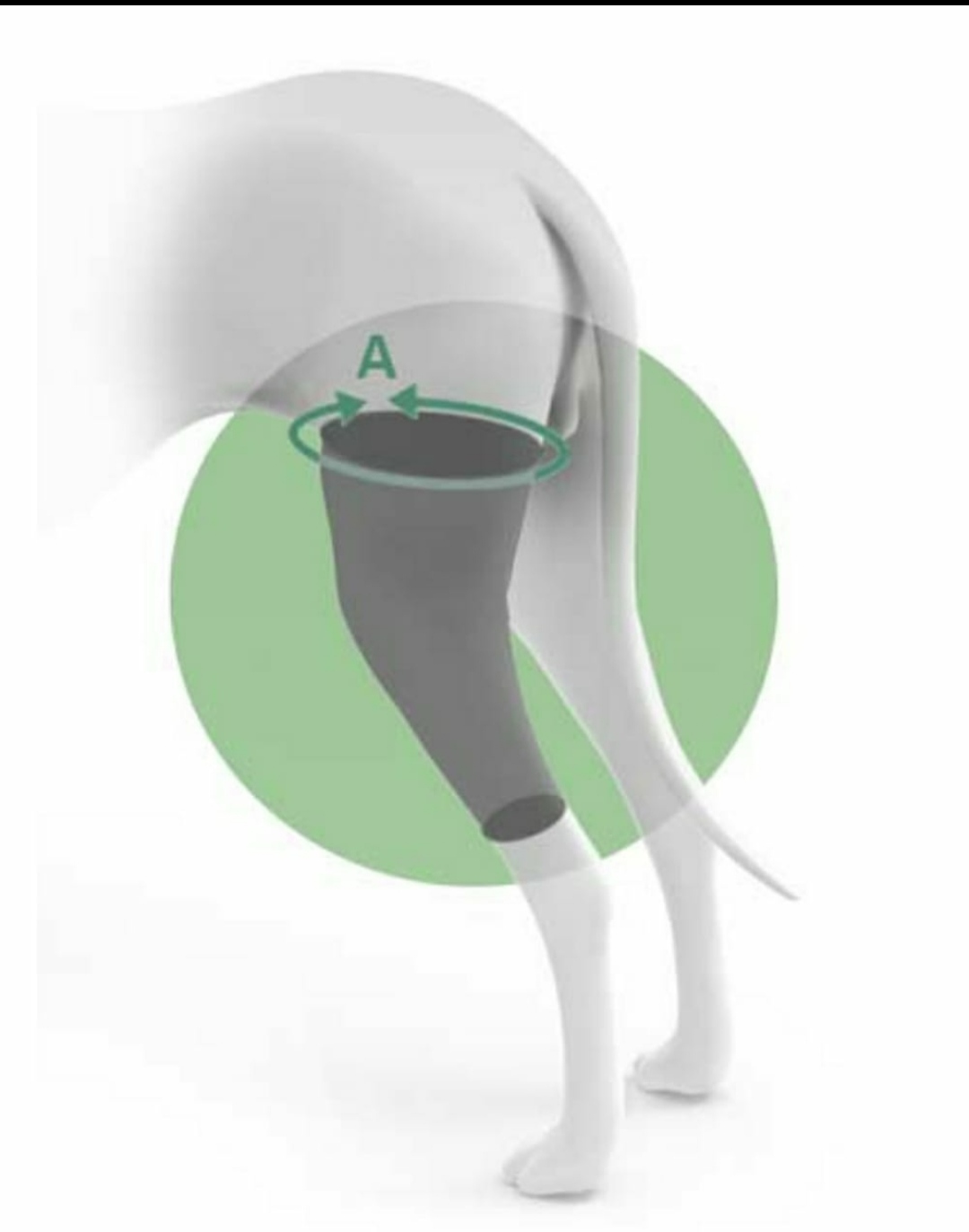 FERULA O SOPORTE DE RODILLA RAZAS PEQUEÑAS MEDIANAS Y GRANDES - Imagen 5